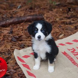 Maizie - Black tri female Toy Australian Shepherd puppy in Nacogdoches, Texas from TK Standard, Mini, & Toy Aussies