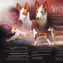 Ibizan Hound puppies from AirO'Doe Ibizans