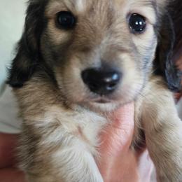 Isabelley - Black and cream female Dachshund puppy in Lebanon, Oregon from Willow Moons Dachshunds