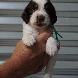 Green Collar - Liver white and tan male English Springer Spaniel puppy in Loris, South Carolina from Palmetto Springer Spaniels