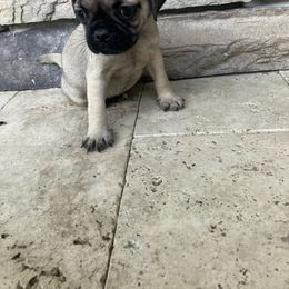 Boy 2 - Fawn male Pug puppy in Brooksville, Florida from Windsorsprings