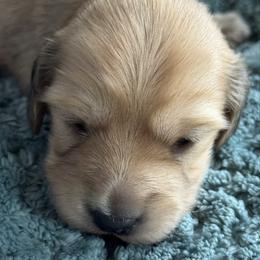 Lightly shaded cream girl 3 - Cream female Dachshund puppy in Paris, Texas from Rolling9dachshunds