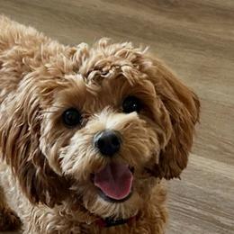 Cavapoos and Goldendoodles from Sedona Ranch Micro Doodles