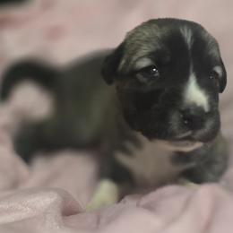 Anatolian Shepherd Dog Puppies from Florida Anatolian Shepherds