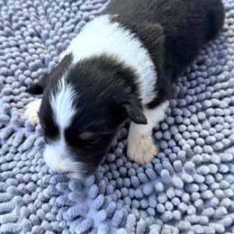Chyla - Black tri-color female Australian Shepherd puppy in Grove, Oklahoma from Dollface Aussies