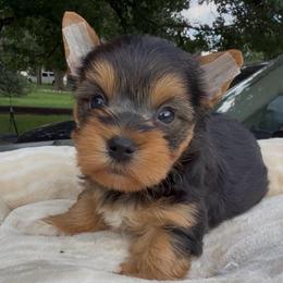 Cookie - Black and tan female Yorkshire Terrier puppy in Houston, Texas from Little things