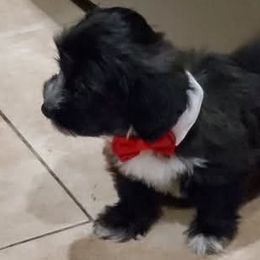 French Bulldog, Mal-Shi, Maltipoo, and Shih Tzu Puppies from NC Stellar Puppies