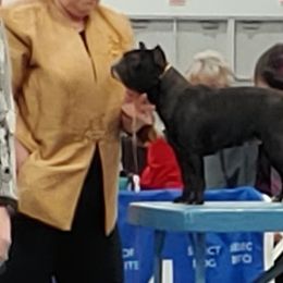 French Bulldogs from Tammie White's French Bulldogs
