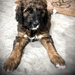 Saint Berdoodle Puppies from Highland Ridge Doodles