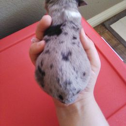 Australian Shepherd Puppies from L and D Australian Shepherds