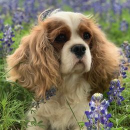 Aussiedoodles, Cavalier King Charles Spaniels, and Miniature Australian Shepherds from Triple Cross Doodles
