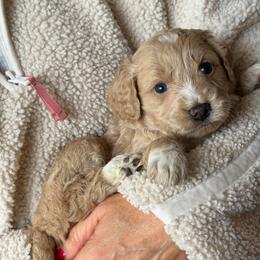 Amelia - Brown and white female Bernedoodle puppy in Yuba City, California from Ranch House Doodles