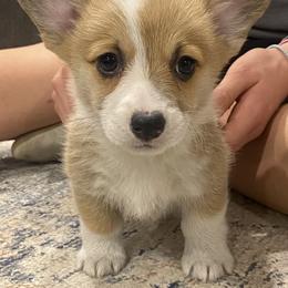 Belle - Red female Pembroke Welsh Corgi puppy in Urbana, Ohio from Edgewood Farm and Kennel