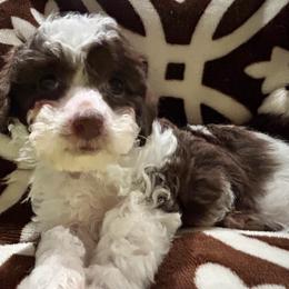 Archie - Brown male Poodle puppy in Mineral Wells, Texas from S.H.A.R.P.’s Toy Poodles
