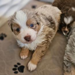 Buddy - Red tri male Toy Australian Shepherd puppy in Pickens, South Carolina from Reflections of Star Crest Kennel