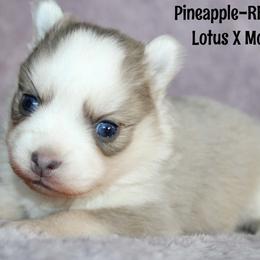 Pineapple - Blue female Pomsky puppy in Centerville, Iowa from LJ Kennels Pomskies, LLC