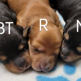 Dachshund Puppies from CLARK'S BREEDING PROGRAM