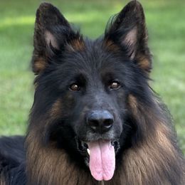 Xander - German Shepherd