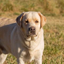 Dilute Retrievers, Labradoodles, and Labrador Retrievers from Bitterbrush Farm & Apiary