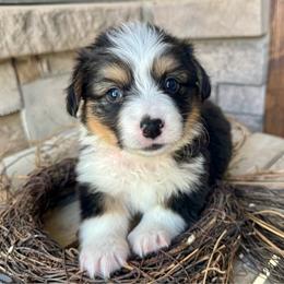 Lala - Black and tan female Pembroke Welsh Corgi puppy in Benjamin, Utah from Nuna’s  Corgis
