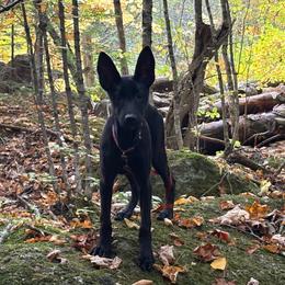 Nyx - Black brindle female Dutch Shepherd puppy in Watertown, Connecticut from APACHEK9