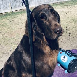 Jagger - Flat-Coated Retriever