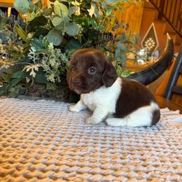 Minnie - Piebald female Dachshund puppy in Aurora, Missouri from Baker Farms