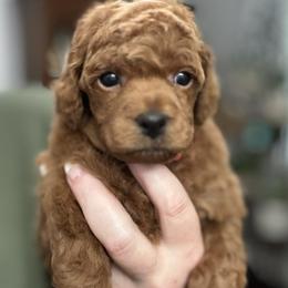 Dallas - Red  male Poodle puppy in Yelm, Washington from Serendipity Miniature Apricot Poodles