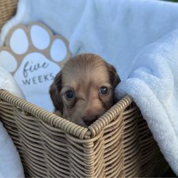 Benjamin Bunny - Cream male Dachshund puppy in Dothan, Alabama from Little House Pups