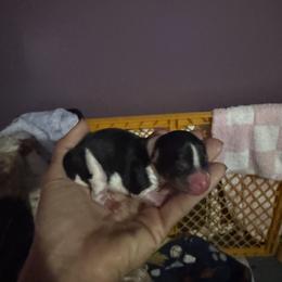 Parti boy 1 - Parti male Yorkshire Terrier puppy in Ohio from Britt n Cindys Yorkshire Terriers