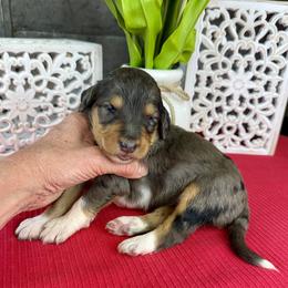 Mocha - Phantom female Pyredoodle puppy in Bowling Green, Ohio from FDF Pyredoodles & Bernedoodles