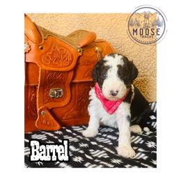 Barrel - Tri-color male Bernedoodle puppy in Belleville, Michigan from Moose Tracks Bernedoodles