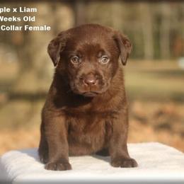 Purple - Chocolate female Labrador Retriever puppy in Huntington, Texas from Soggy Bottom Retrievers