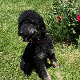 Prince - Poodle