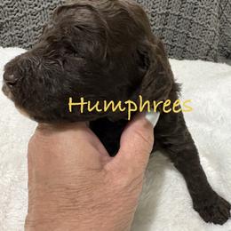 Humphrees - Brown male Poodle puppy in Carrollton, Georgia from Dande Poodles, LLC