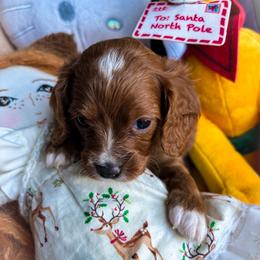 Noelle - Red female Cavapoo puppy in Tucson, Arizona from Cavapoo Puppy Parade