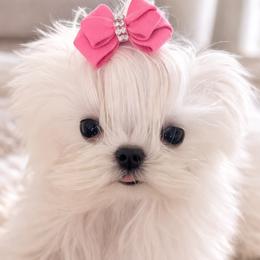 Chihuahuas, Maltese, Poodles, and Yorkshire Terriers from Natalias Tiny Puppies