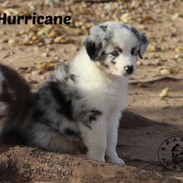 Hurricane - Blue merle male Miniature Australian Shepherd puppy in Garden Plain, Kansas from Krazy K Aussies