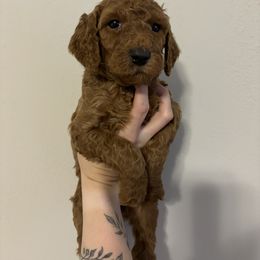 Poodle Puppies from Lady Mae's Standard Poodles