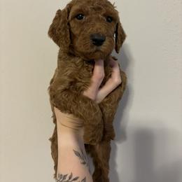 Poodle Puppies from Lady Mae's Standard Poodles