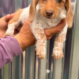Girl 2 - Piebald female Dachshund puppy in Conway, Missouri from Ozark Mountain Kennel
