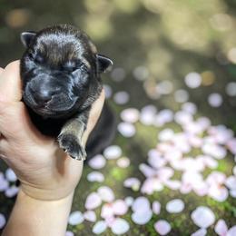 Taquito - Sable male German Shepherd puppy in Oakland, Oregon from VHM German Shepherds