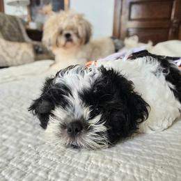 Charleston - Black and white male Shihpoo puppy in Rural Retreat, Virginia from Kopydlowski's Shihpoo and Shichon pups
