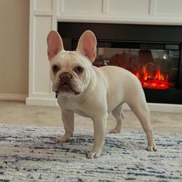 Cookie - French Bulldog