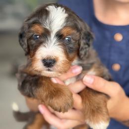 Rome - Blue merle male Bernedoodle puppy in Millersburg, Ohio from T Sanctum