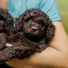 Bernedoodles and Labradoodles from Doodles Making a Difference