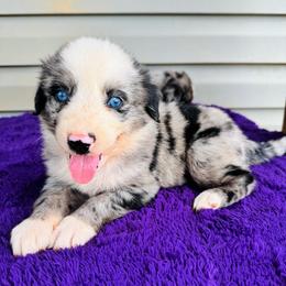 Theo - Blue merle male Australian Shepherd puppy in Charlotte, North Carolina from Awesome Aussies