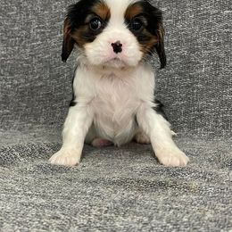 Cavalier King Charles Spaniel Puppies from Sam Gillians