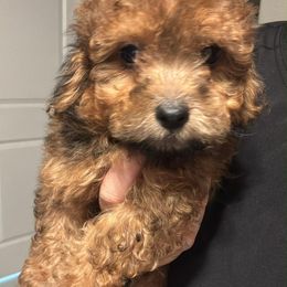 Hufflepuff (Mr. Diggory) - Phantom male Poodle puppy in Buckeye, Arizona from Romano Juarez Puppies