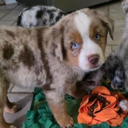 Xaden - Red merle male Australian Shepherd puppy in Copperas Cove, Texas from Hidden Leaf Aussies